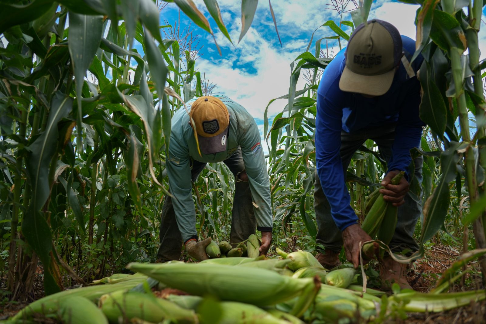 Produção já tem destino certo, ajuda a movimentar a economia da capital e dos distritos